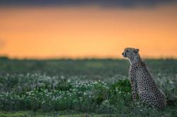 英雄联盟总决赛直播-从孙兴慜爆发到那不勒斯的非洲情结，足球世界的双重启示