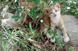 英雄联盟总决赛2025-法比尼奥引爆边路核聚变，巴拉圭生死战破局的不对称密钥