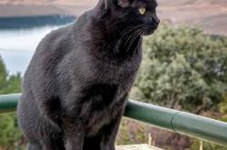 -约基奇妙传送绝杀 德罗赞37分熄灭魔术逆转焰火—掘金表演赛强势取胜