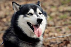 英雄联盟总决赛直播-东瀛利刃刺破黄昏，三笘薰绝杀书写亚洲足球新章