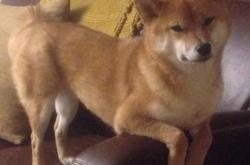 英雄联盟总决赛直播-沙漠神罚，哈兰德于禁地斩杀风车巨人