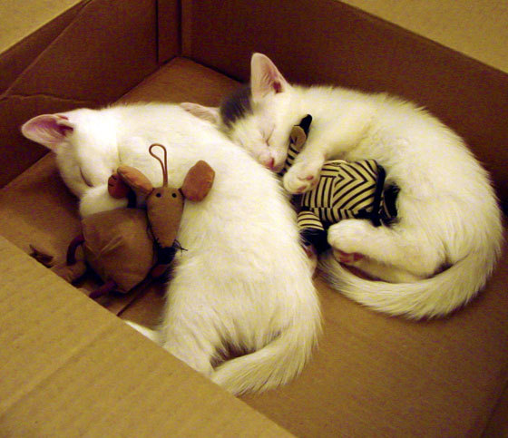 精密机器与赛道王牌，当凯尔特人以团队制霸，杜兰特在街道上单人接管