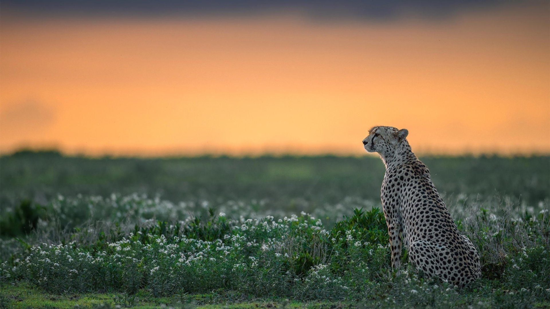 从孙兴慜爆发到那不勒斯的非洲情结，足球世界的双重启示