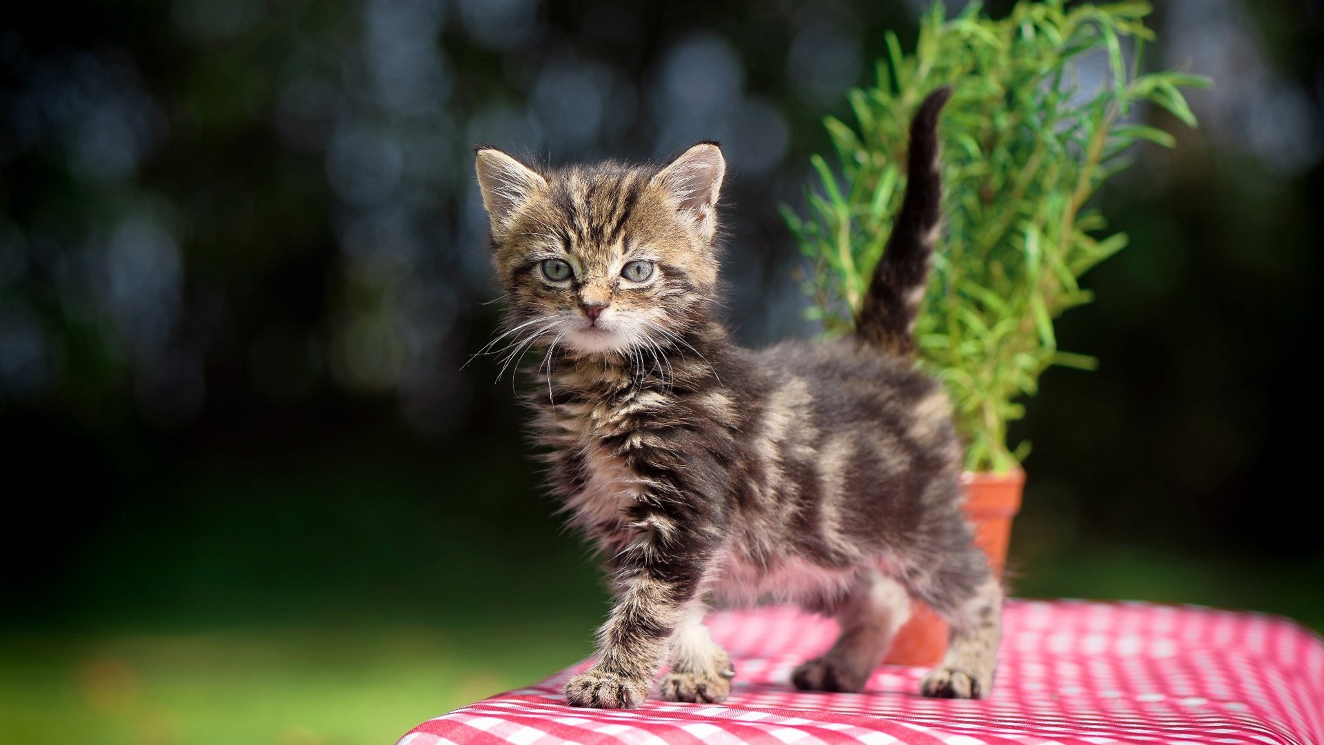 孤星照耀圣马梅斯，卡拉斯科生涯之夜，毕尔巴鄂以血肉长城险阻蓝鹰