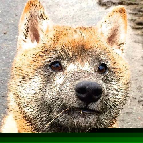 红牛风暴席卷波斯湾!罗德里独造三球导演莱比锡式碾压