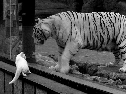 那一夜，佩德里的手术刀剖开了喀麦隆的防线，更剖开了未来之路