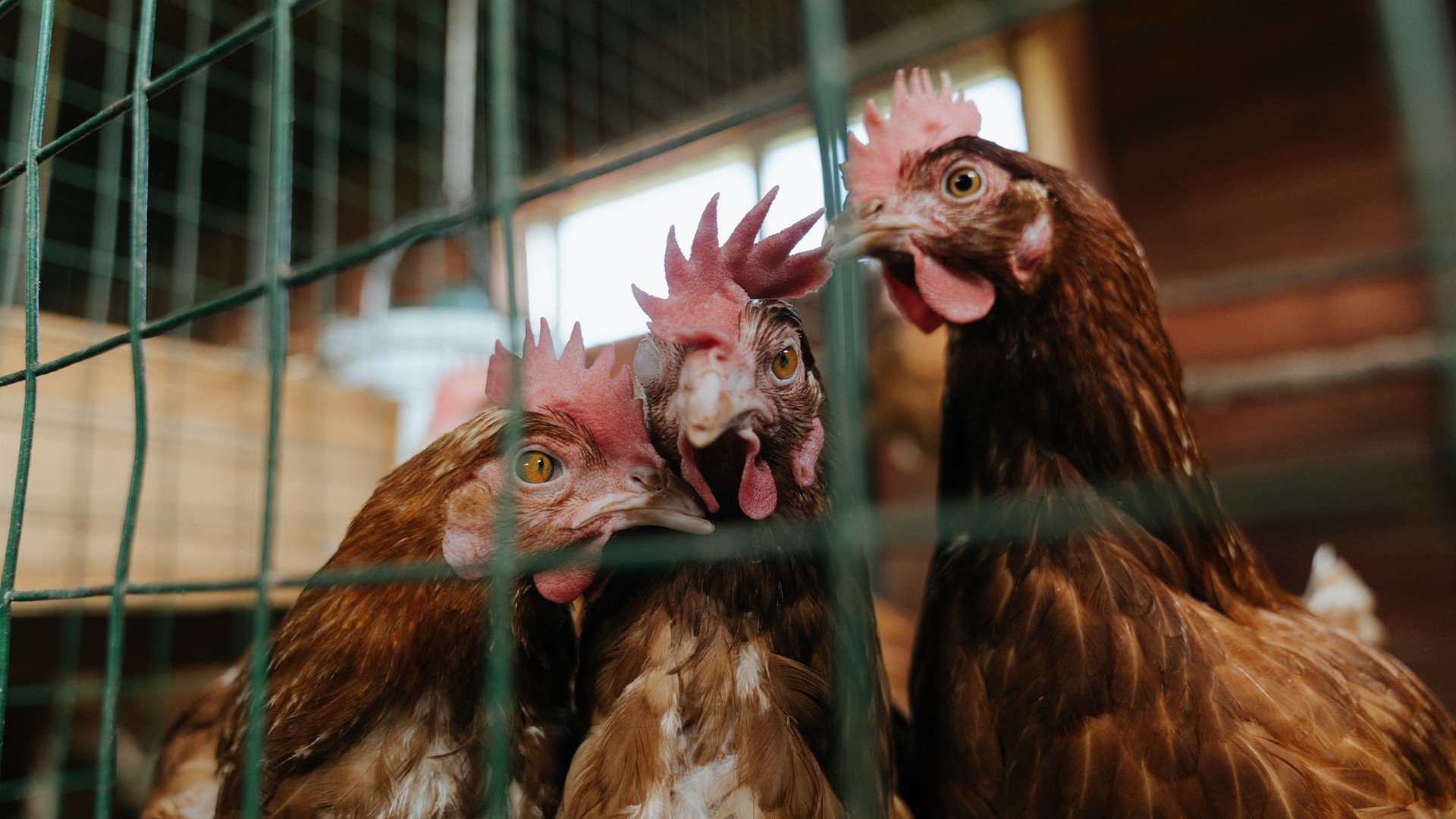 铁卫孤星定乾坤,布雷默一箭穿心,德意志鏖战里昂降智利