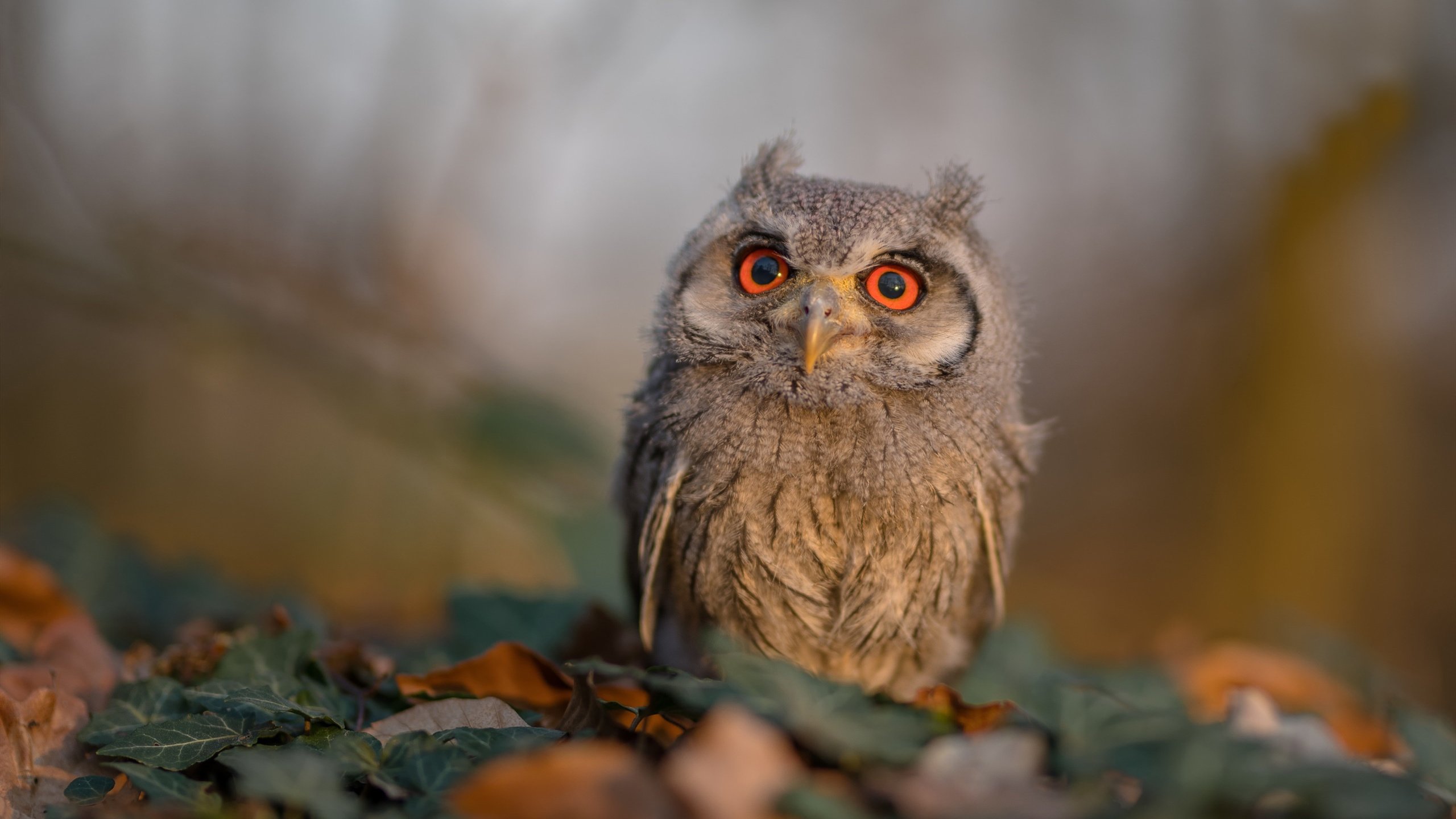 数据巫师与战术铁锤,当拉梅洛用传球谱写胜利,骑士用纪律粉碎梦想