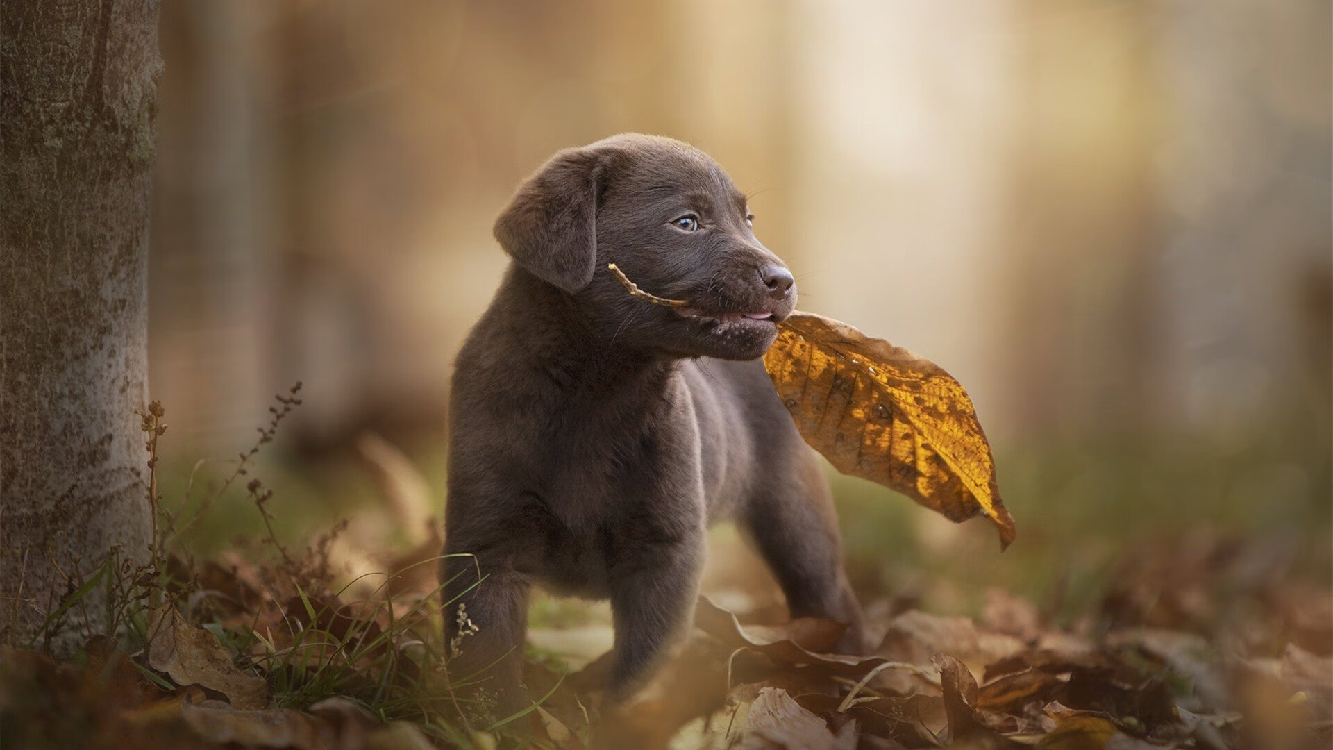 当小魔兽遇见安第斯雄鹰,卢卡库赛后评分拉满与厄瓜多尔火力压制里昂的战术启示