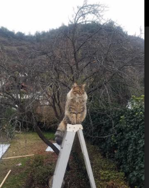 当塔图姆在CBA爆发，吉林绝境长城，最后2.2秒冰封广东