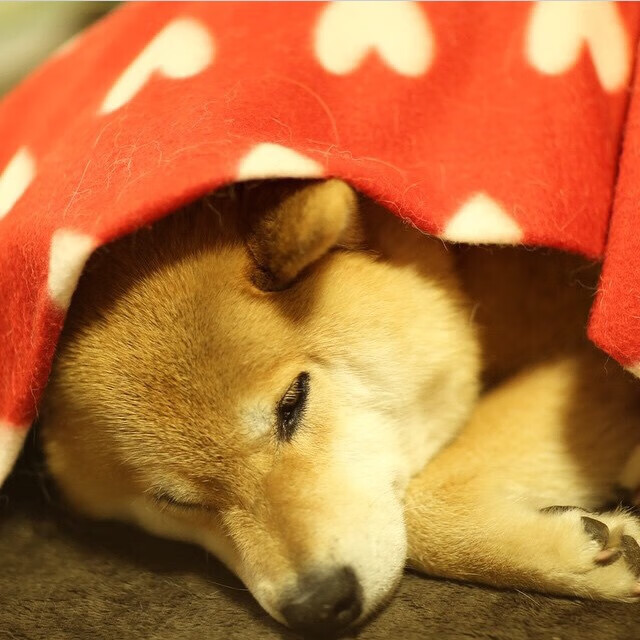 塔图姆全能统治赛场，国王轻取活塞显霸气