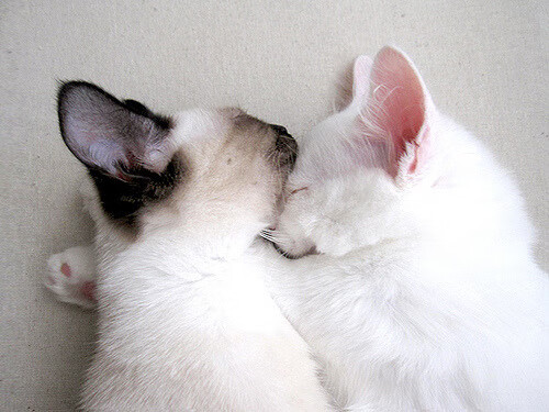 虚构与现实之间，一场跨越维度的足球对话