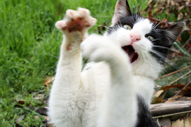 意甲焦点战之夜，当篮球巨星约基奇在绿茵压力下完成爆发