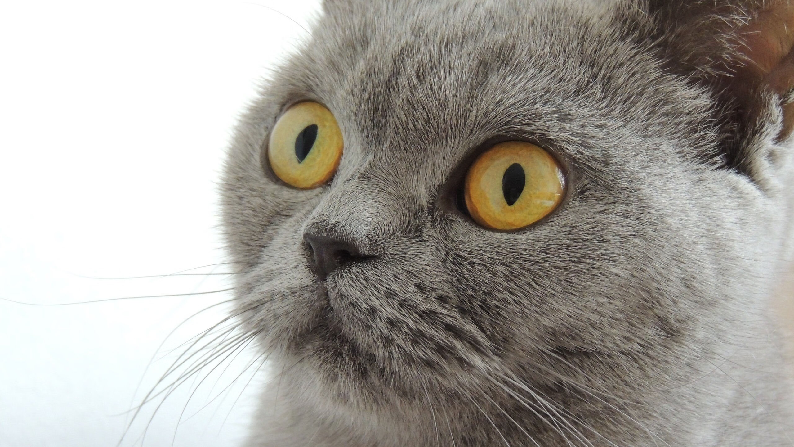 长空利剑刺破铁壁，英格拉姆助御林军险胜灰熊