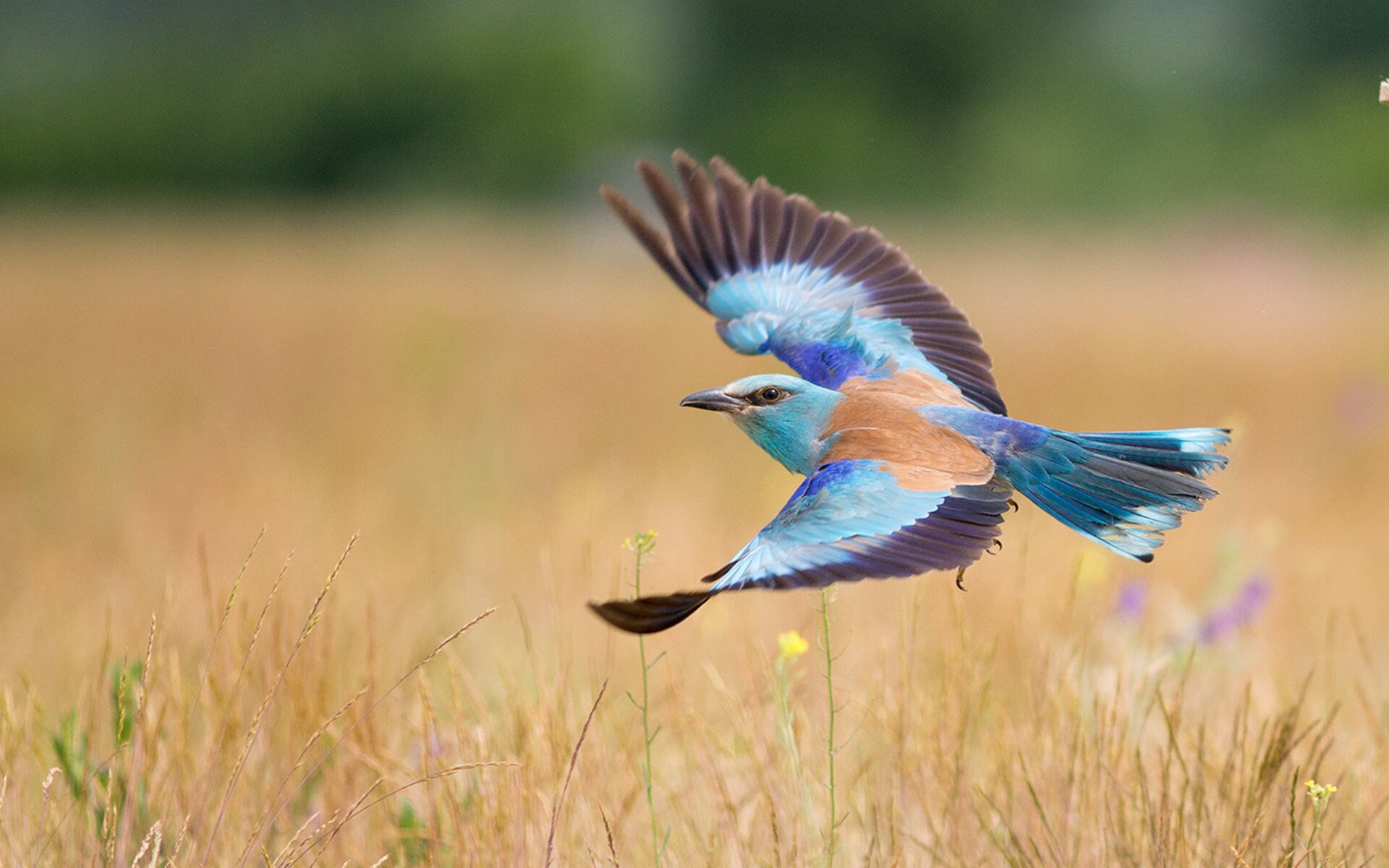 永恒之城奏响南境悲歌，凯恩一剑封喉诠释关键先生本色