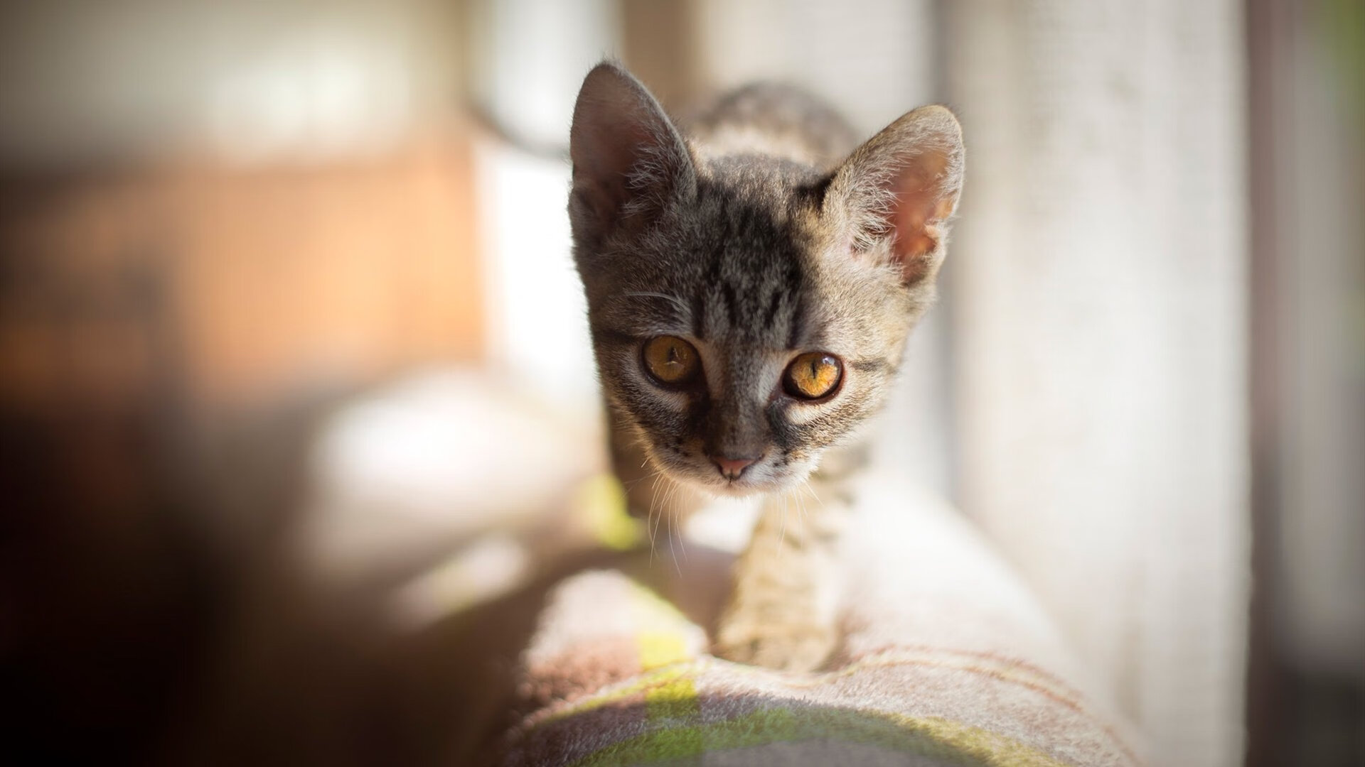 被0.2秒绝杀后,篮网的秘密武器是伦纳德唤醒的集体脑