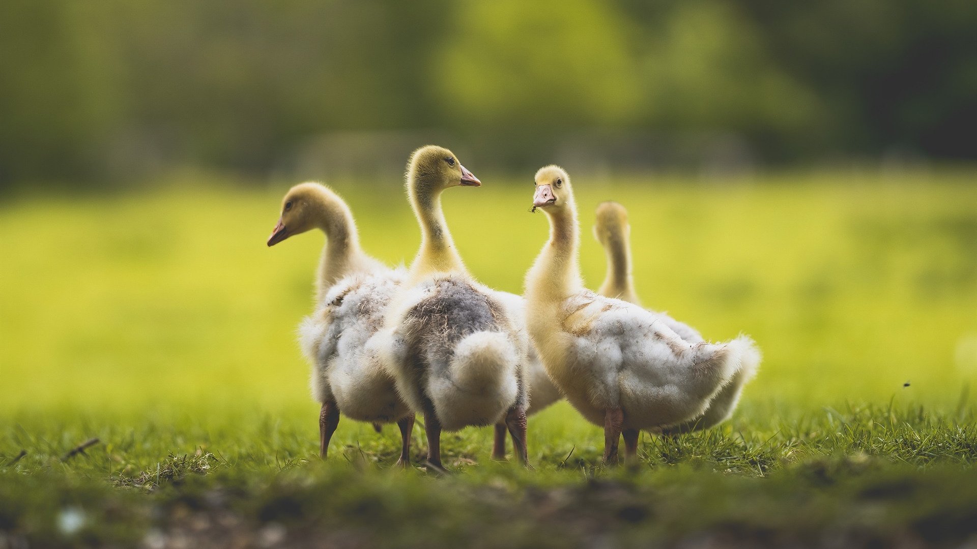 哈利伯顿的三重魔术，当手术刀切开风与牛的蛮力对决
