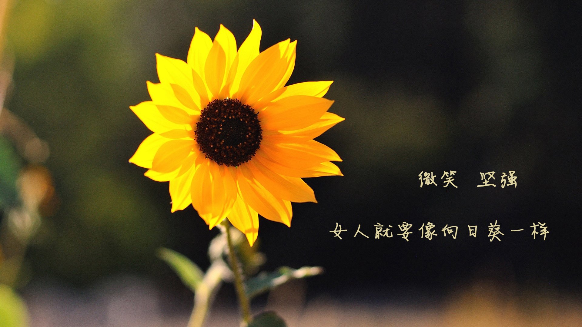 巨人觉醒，当戈贝尔在欧冠竖起高墙，灰熊在西部投下阴影