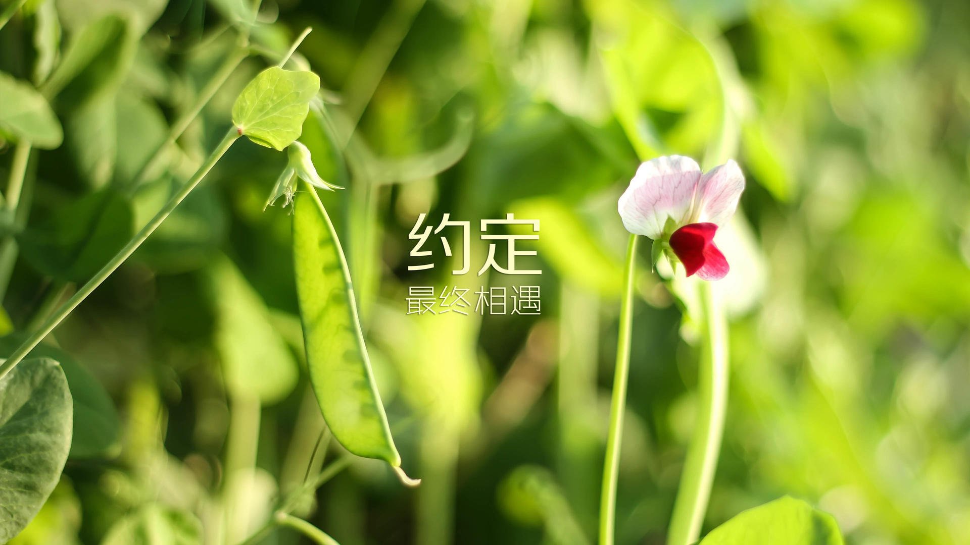 这是一篇为您定制的、具有唯一性的深度文章,标题与内容均围绕您提供的关键词展开,并赋予了独特的叙事视角